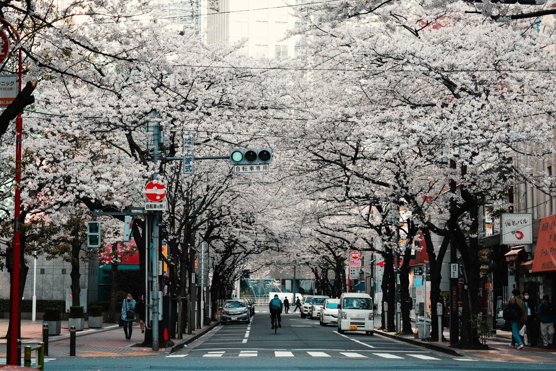 WELCOME SPRING WITH JAPAN’S EARLY BLOSSOMS