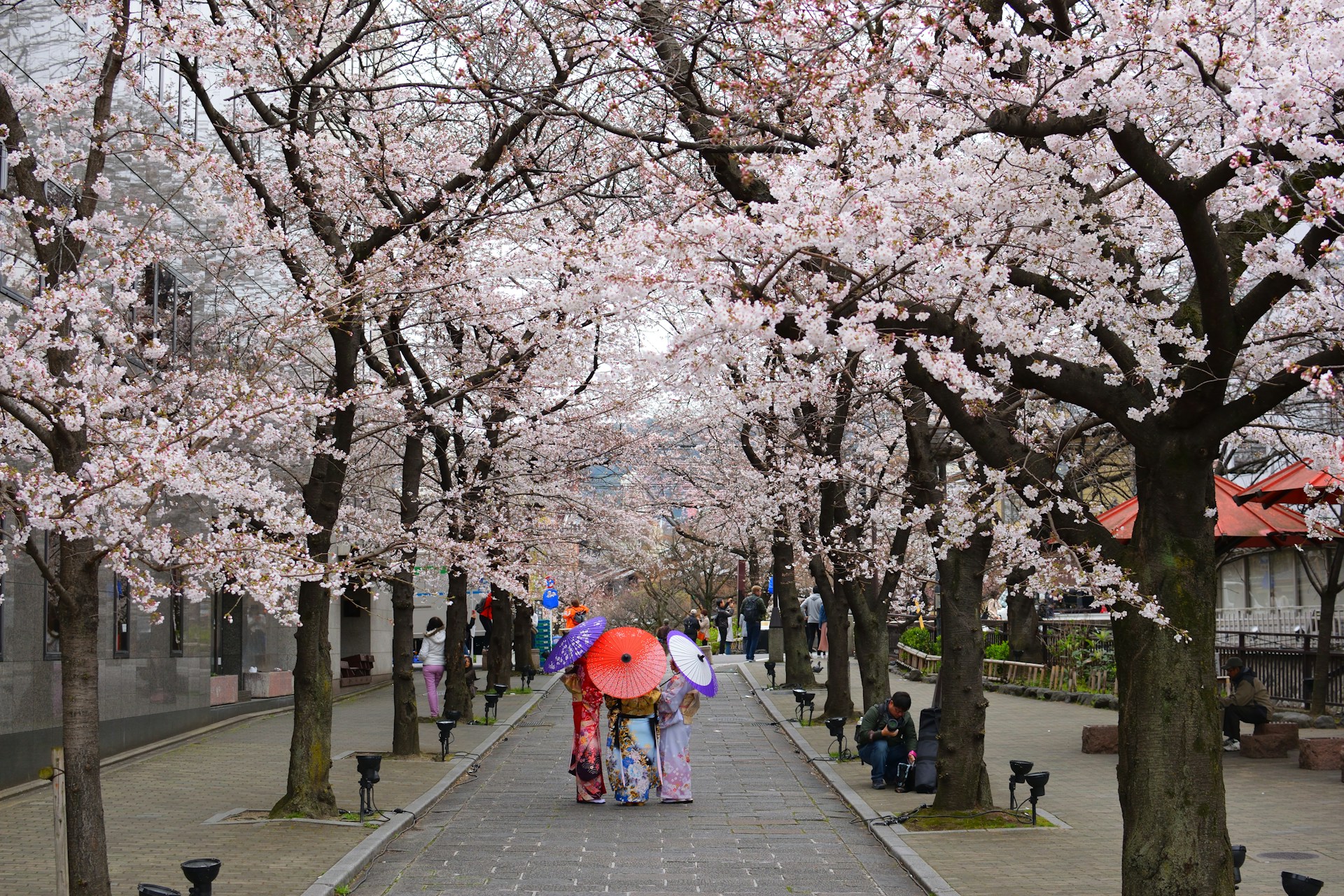 CELEBRATE CHERRY BLOSSOM SEASON IN JAPAN