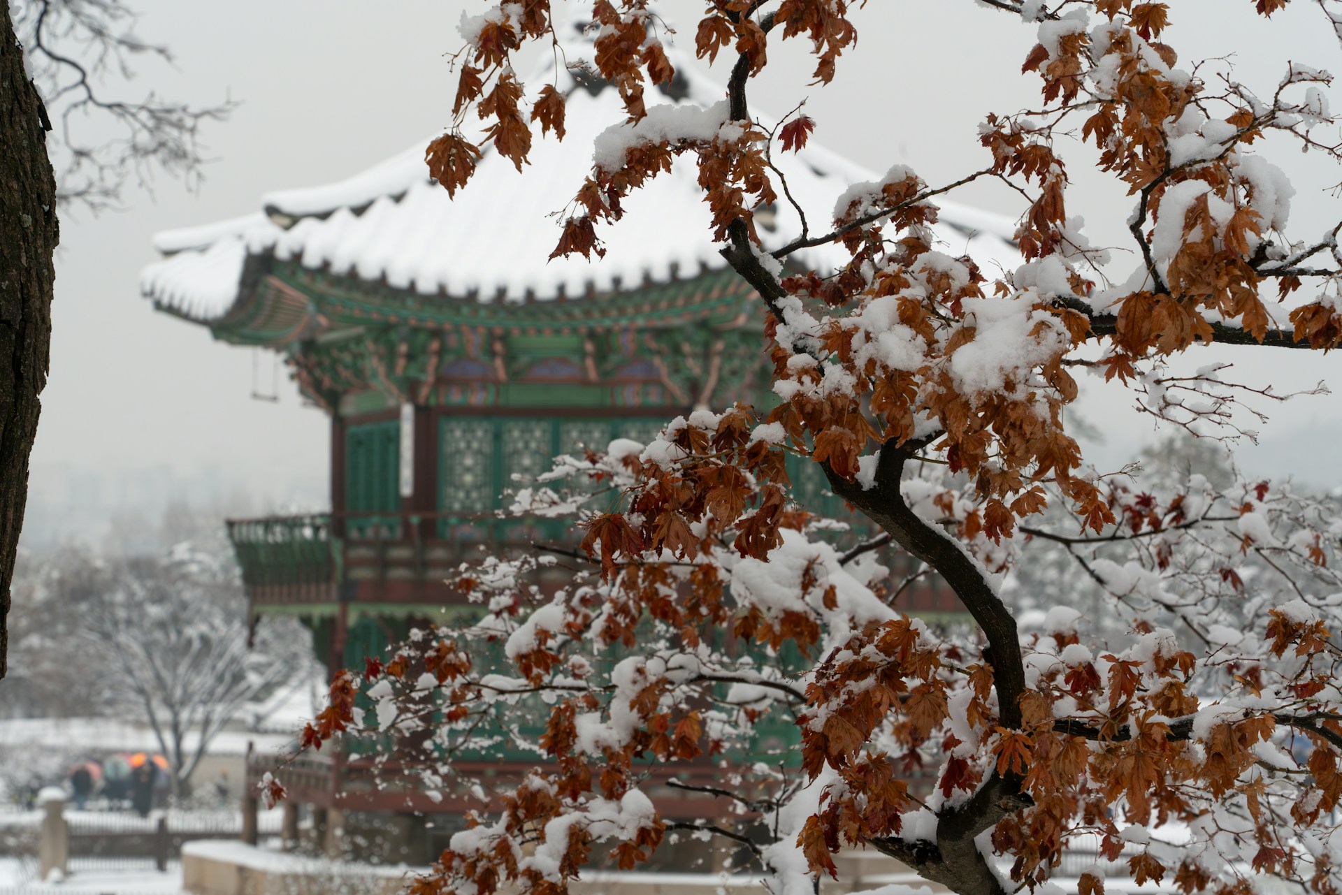 DISCOVER THE WINTER MAGIC OF SOUTH KOREA