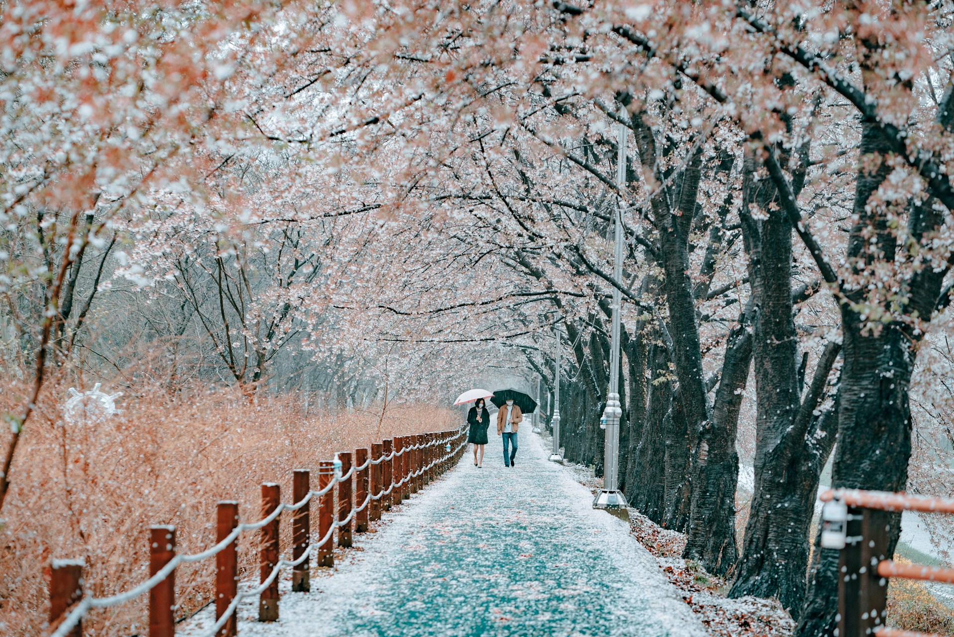WELCOME SPRING WITH SOUTH KOREA’S EARLY BLOSSOMS