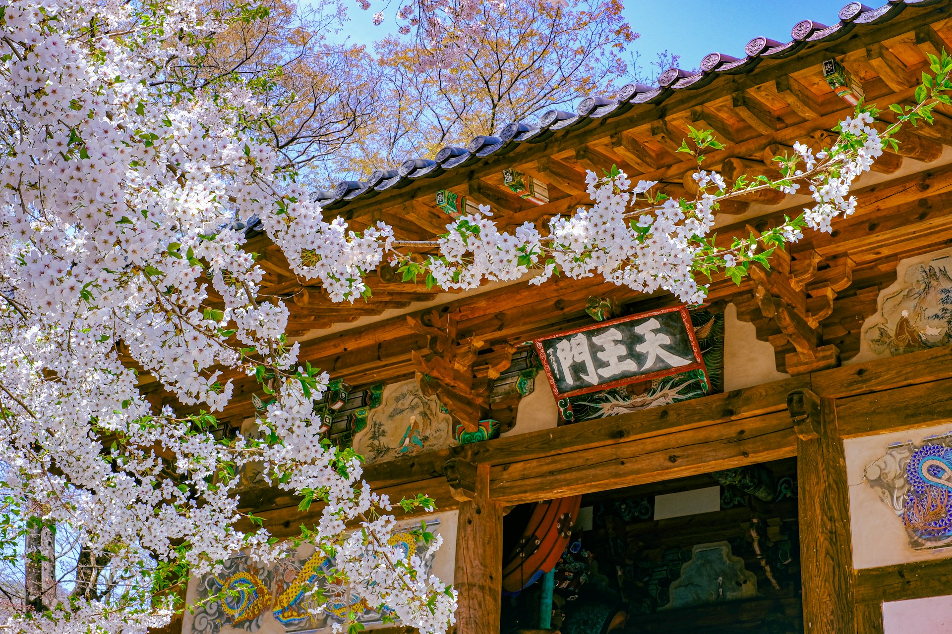 CELEBRATE CHERRY BLOSSOM SEASON IN SOUTH KOREA