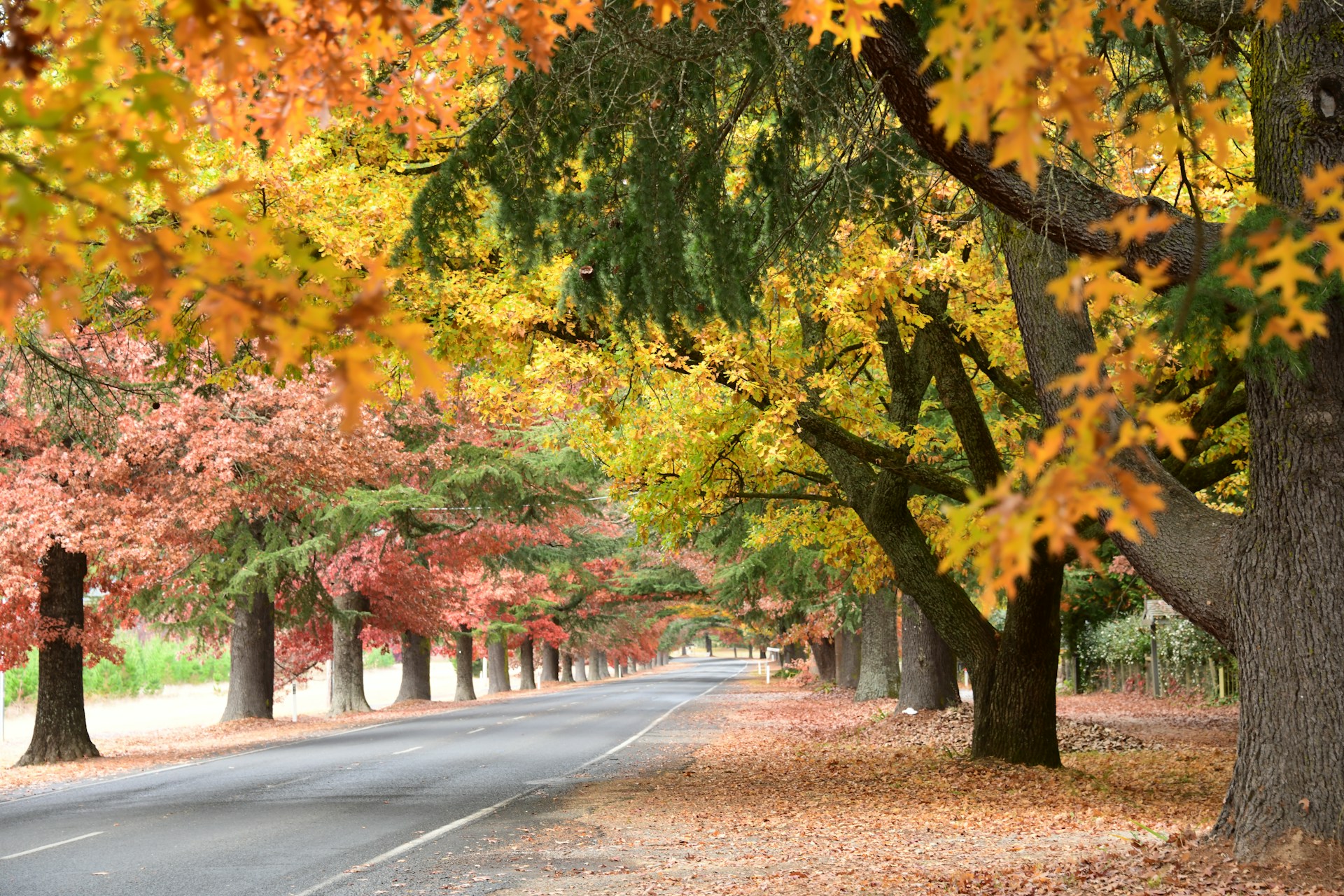 CELEBRATE AUTUMN’S ARRIVAL IN AUSTRALIA
