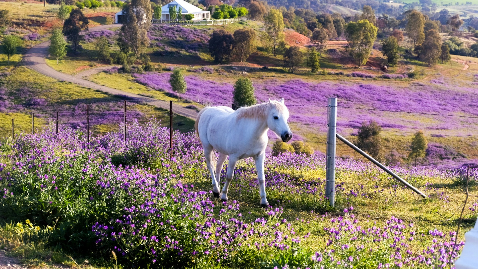 EXPLORE AUSTRALIA’S SPRINGTIME CHARM