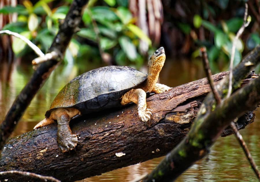 DIVE INTO COSTA RICA’S RAINFOREST ADVENTURES