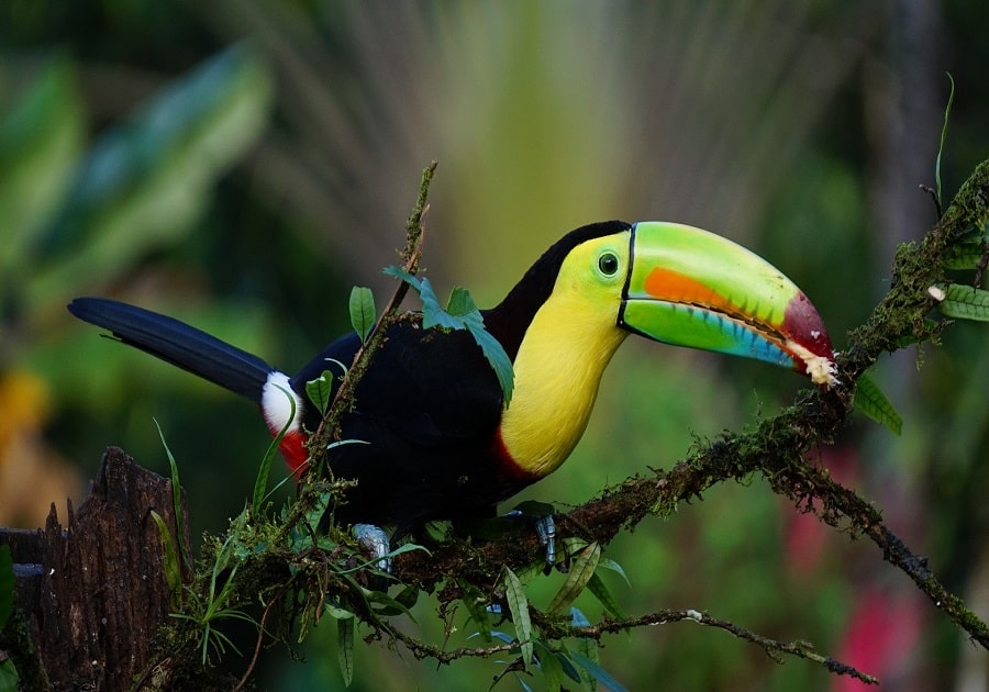 EXPERIENCE COSTA RICA’S “LITTLE SUMMER”