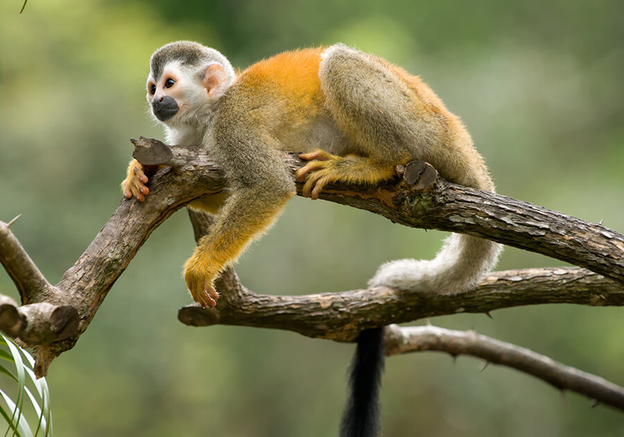 DISCOVER COSTA RICA’S QUIET GREEN SEASON