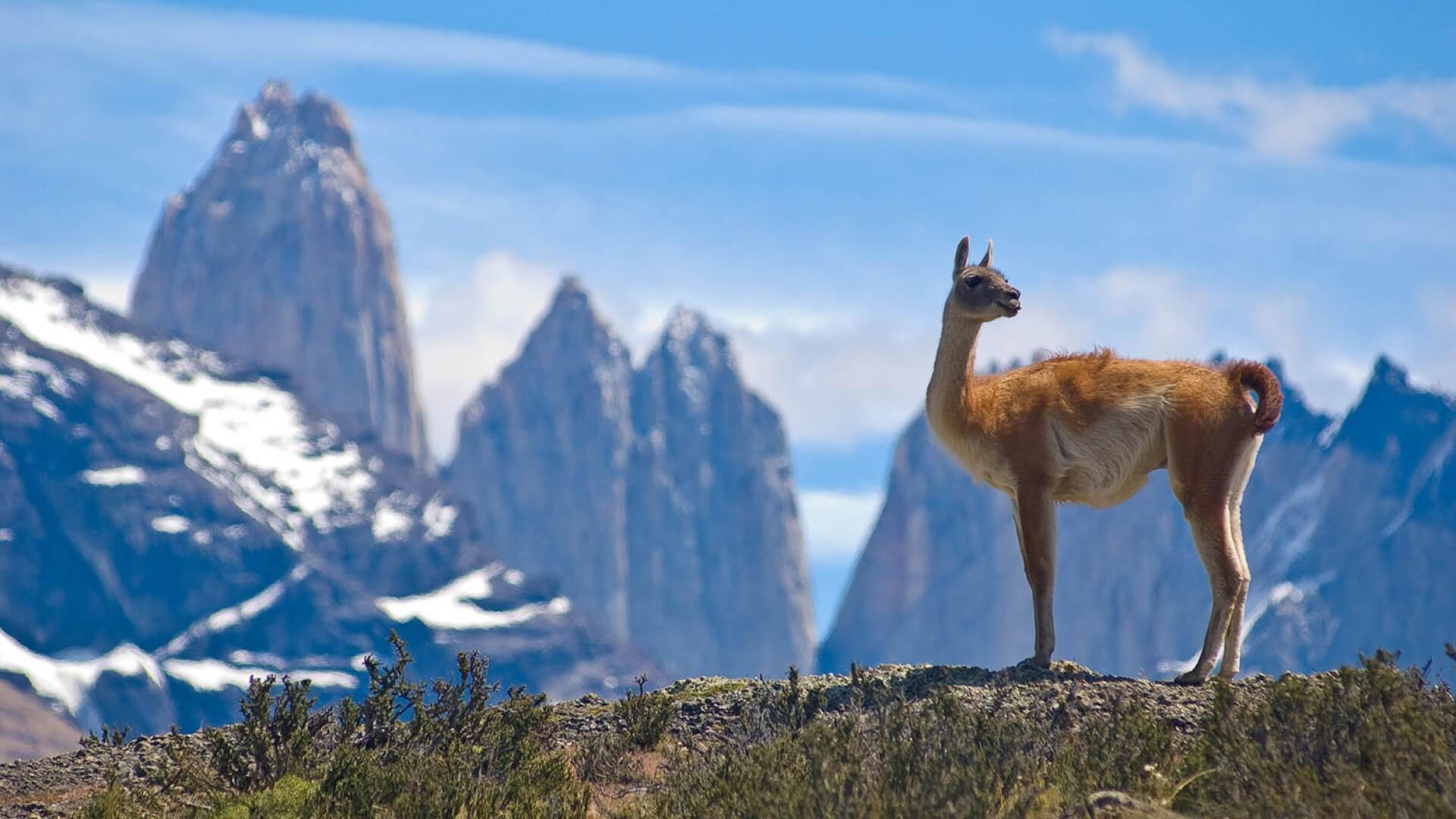 CELEBRATE CHILE’S FESTIVAL SEASON