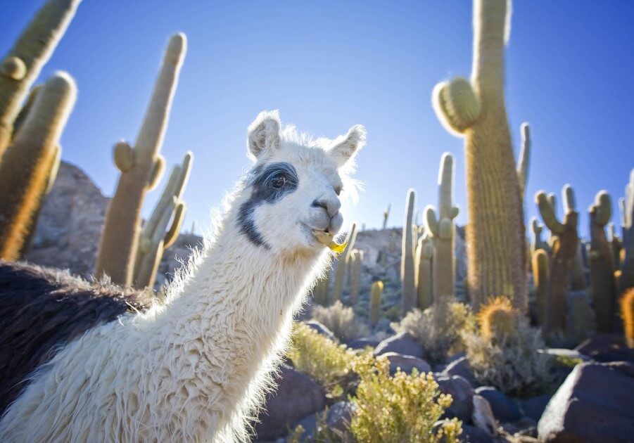 KICK OFF CHILE’S SUMMER ADVENTURES