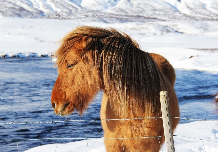 ENJOY ICELAND’S MIDNIGHT SUN BEGINNINGS