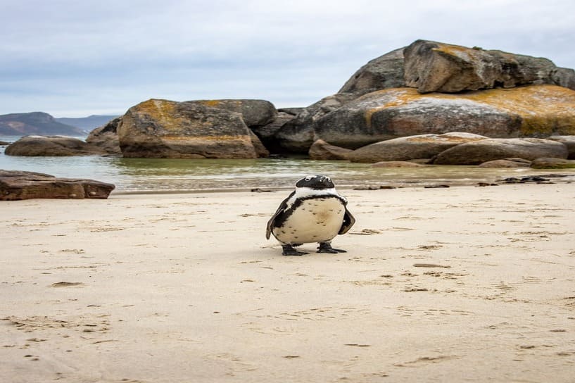 Summer Adventures in South Africa