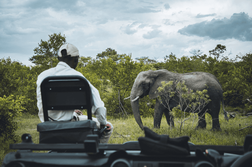 Wildlife Watching in South Africa