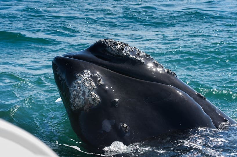 Whale Watching in South Africa
