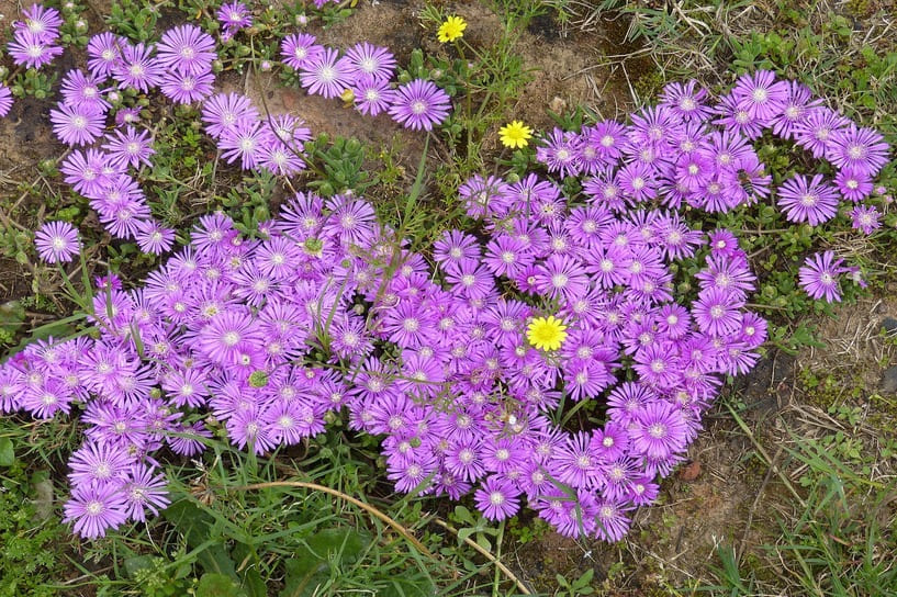 Wildflower Season in South Africa