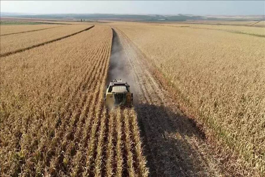 Harvest Season in Türkiye