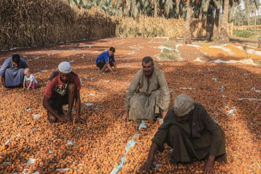 Harvest Season in Egypt