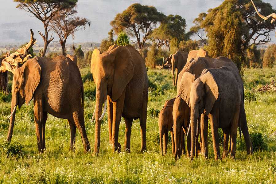 Kenya’s Wildlife Wonderland