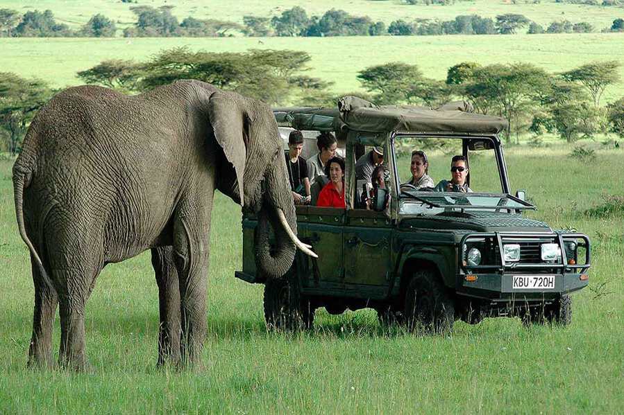 Prime Safari Season in Kenya