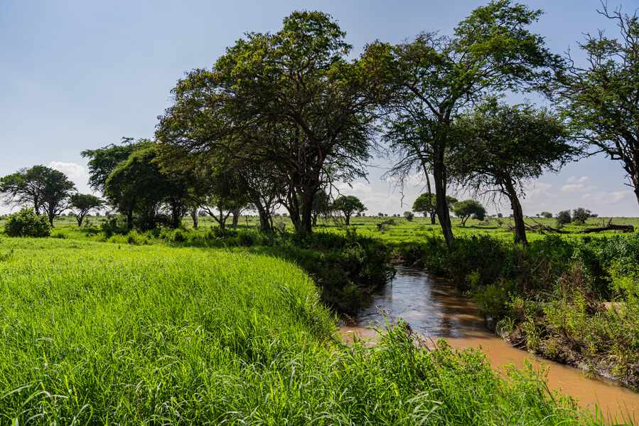 A Transition into the Green Season