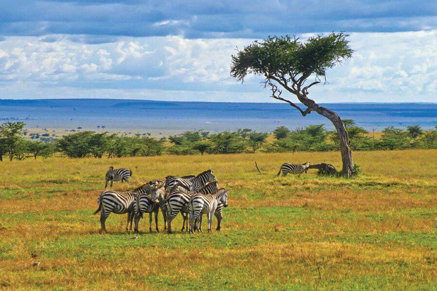 The Start of Wildlife Action