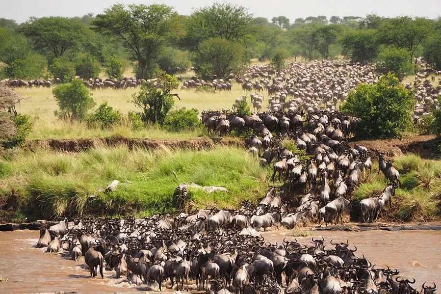 Experience the Great Migration