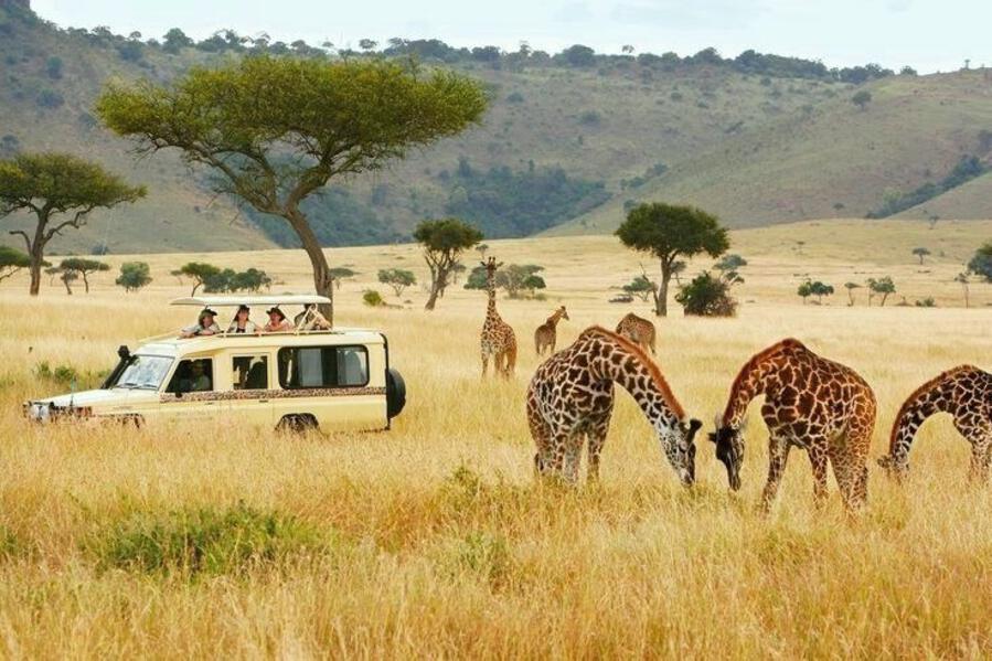 Peak Safari Season