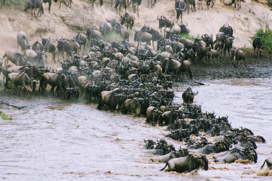 Migration Continues