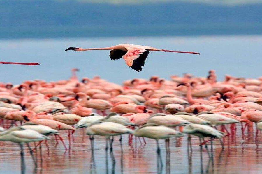 Short Rains and Birding Delights