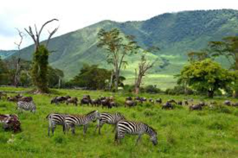 Wildlife Haven in Tanzania