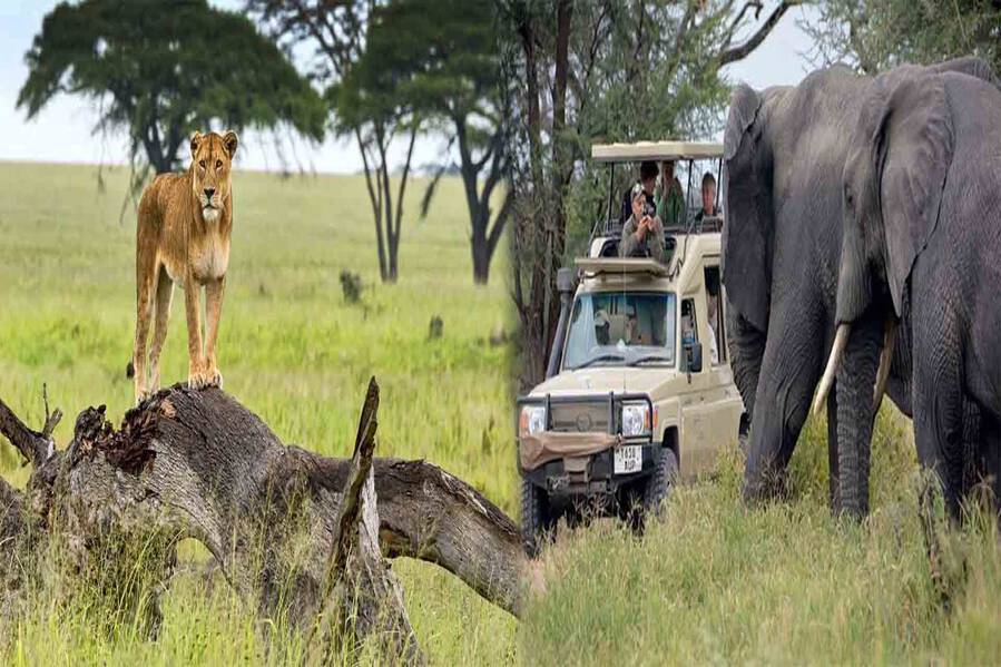 A Safari Adventure in Tanzania