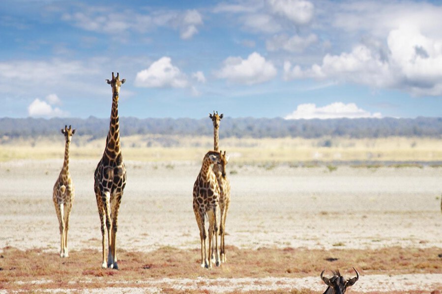 A Magical Time to Discover Namibia's Wildlife