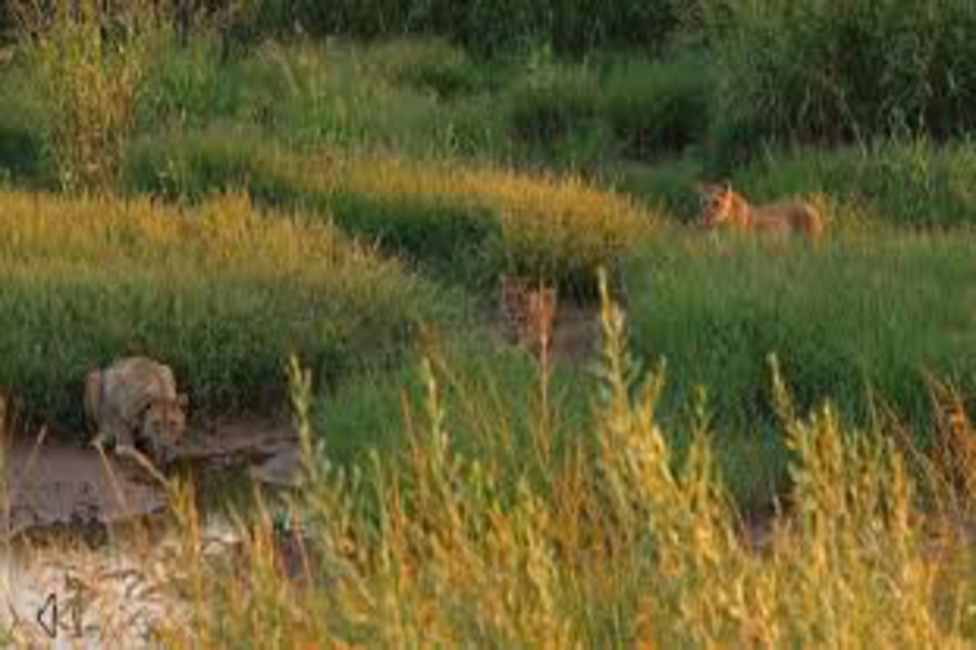 Enjoy The Peaceful Beauty of Namibia