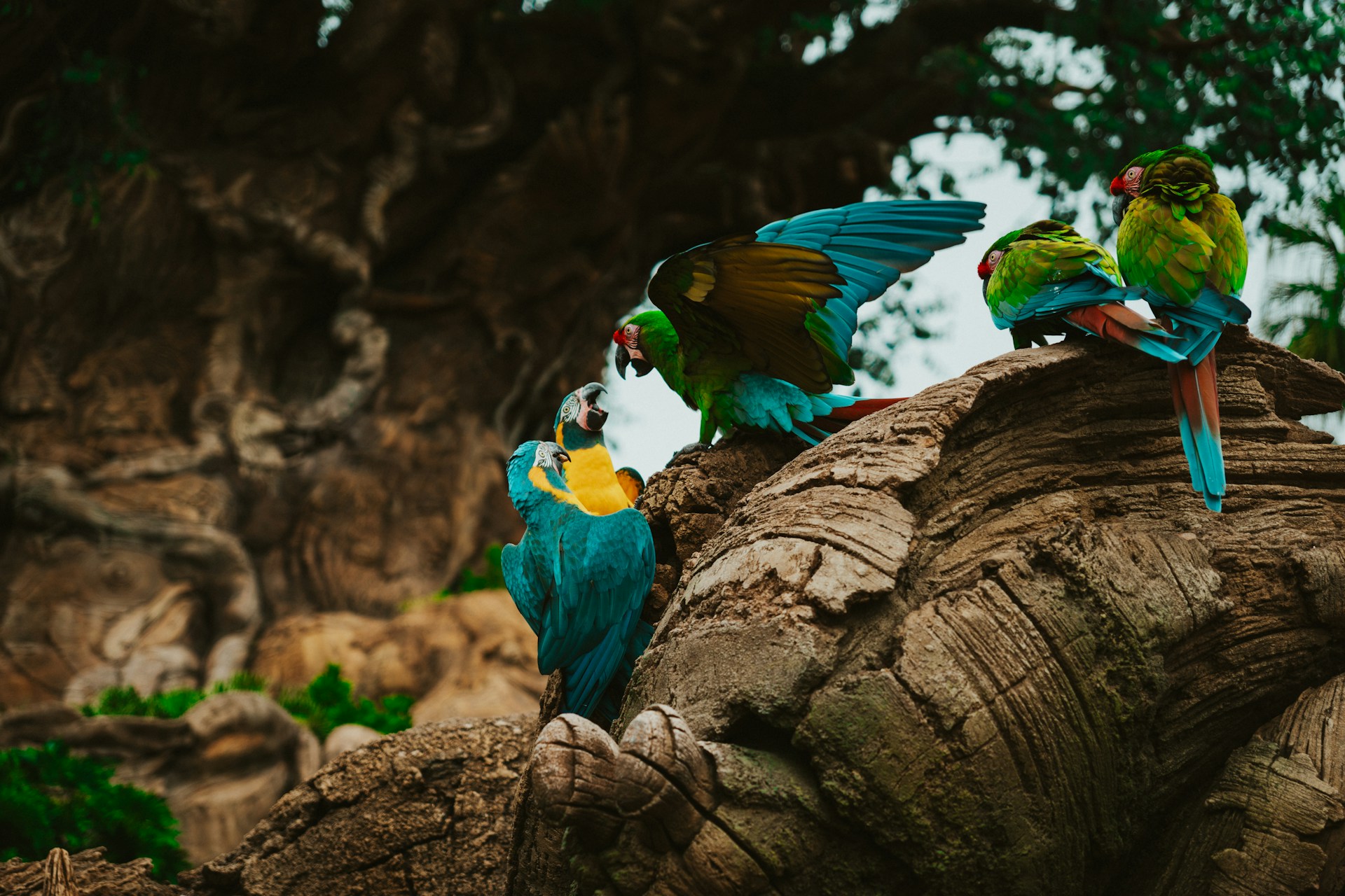 Rainy Season’s Verdant Finale