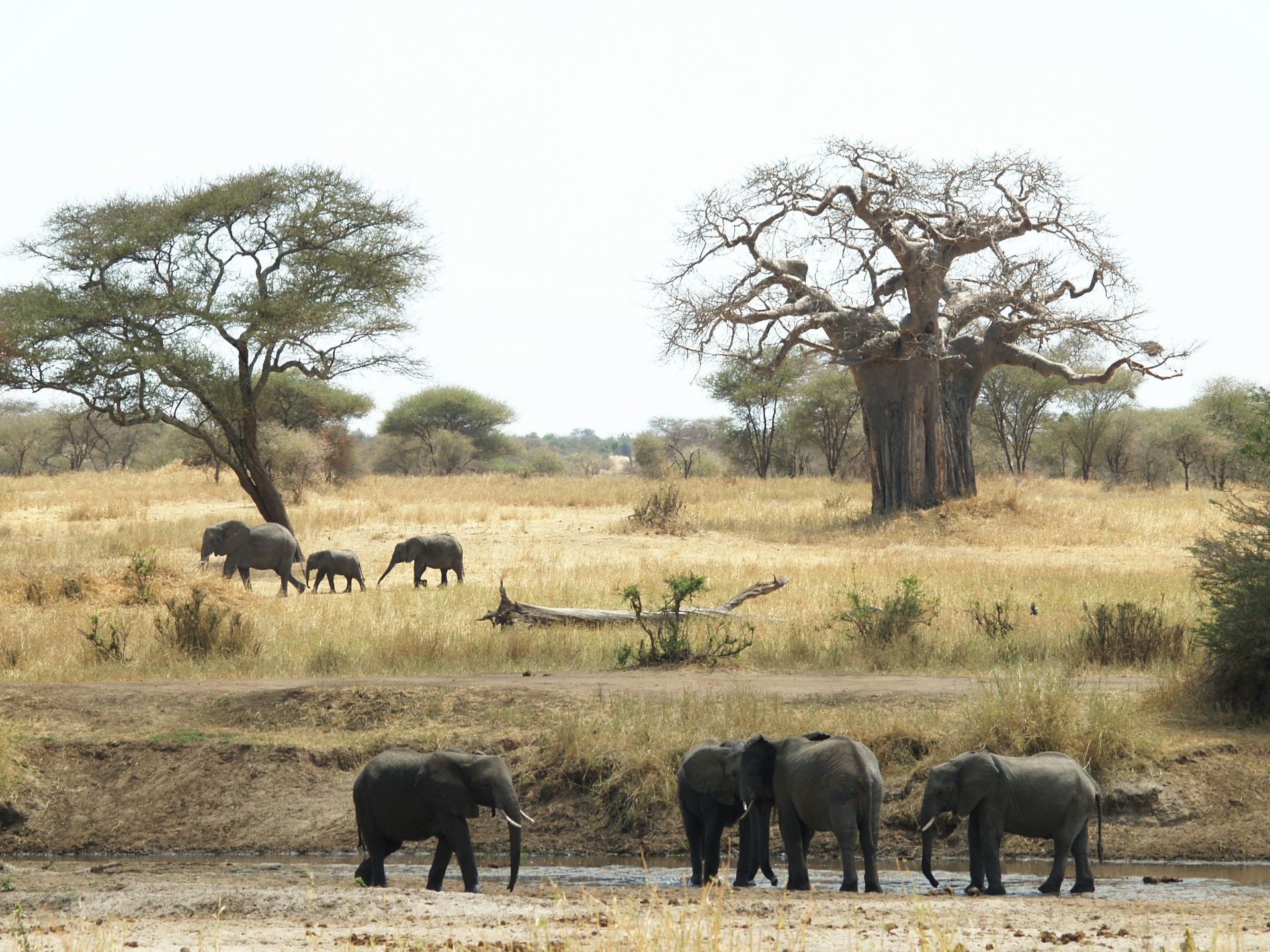 Dry Season’s Wildlife Wonderland