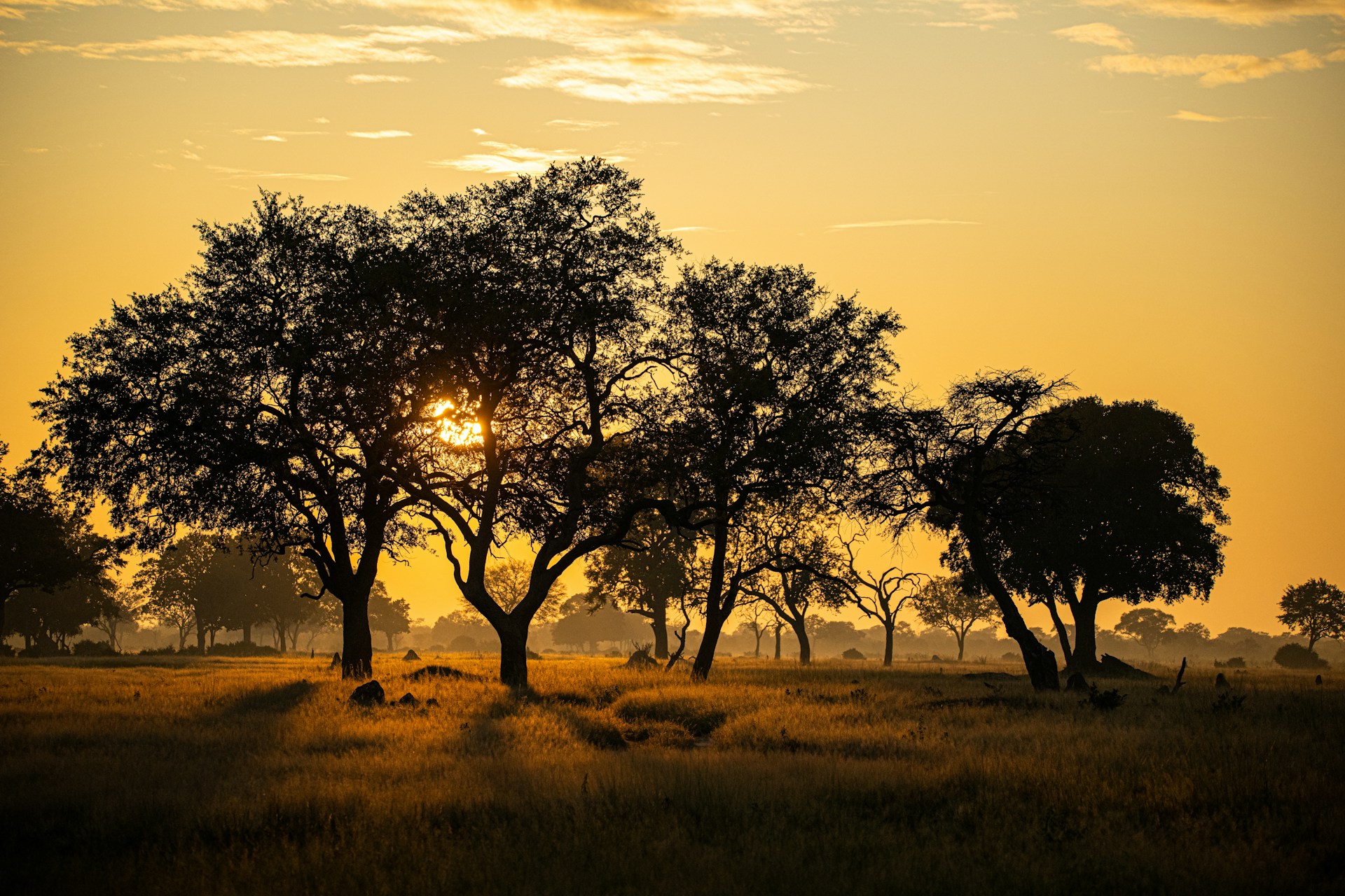 Golden Savannas and Cool Breezes