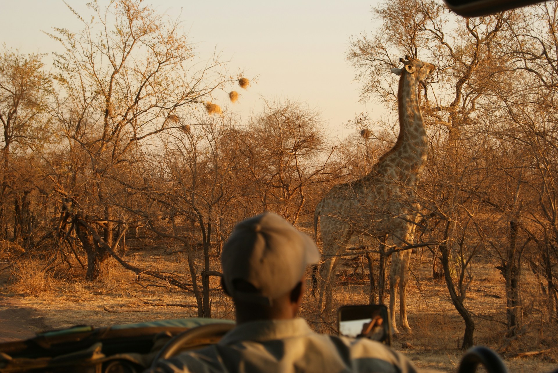 Peak Safari Season and Clear Skies