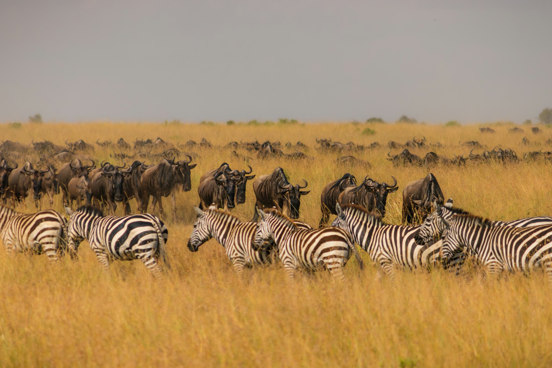 Wildlife Spectacles and Cultural Riches