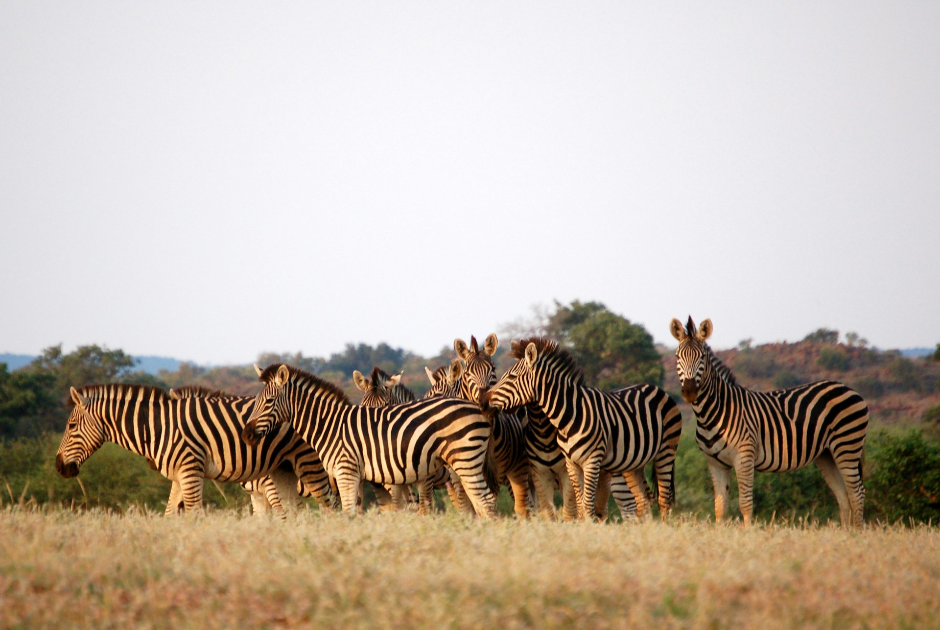 Peak Safari Season and Starlit Skies