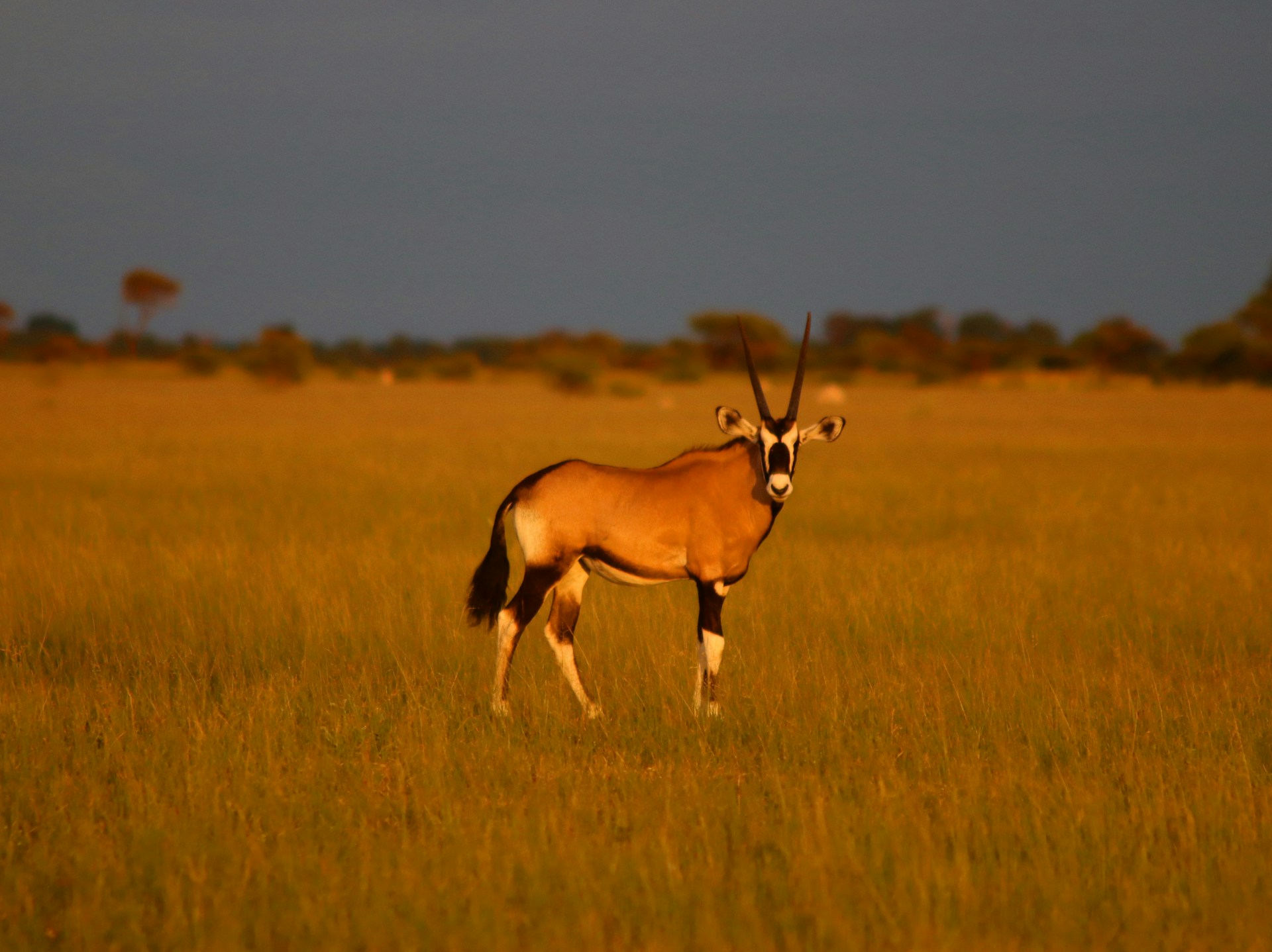 Wildlife Drama and Desert Wonders