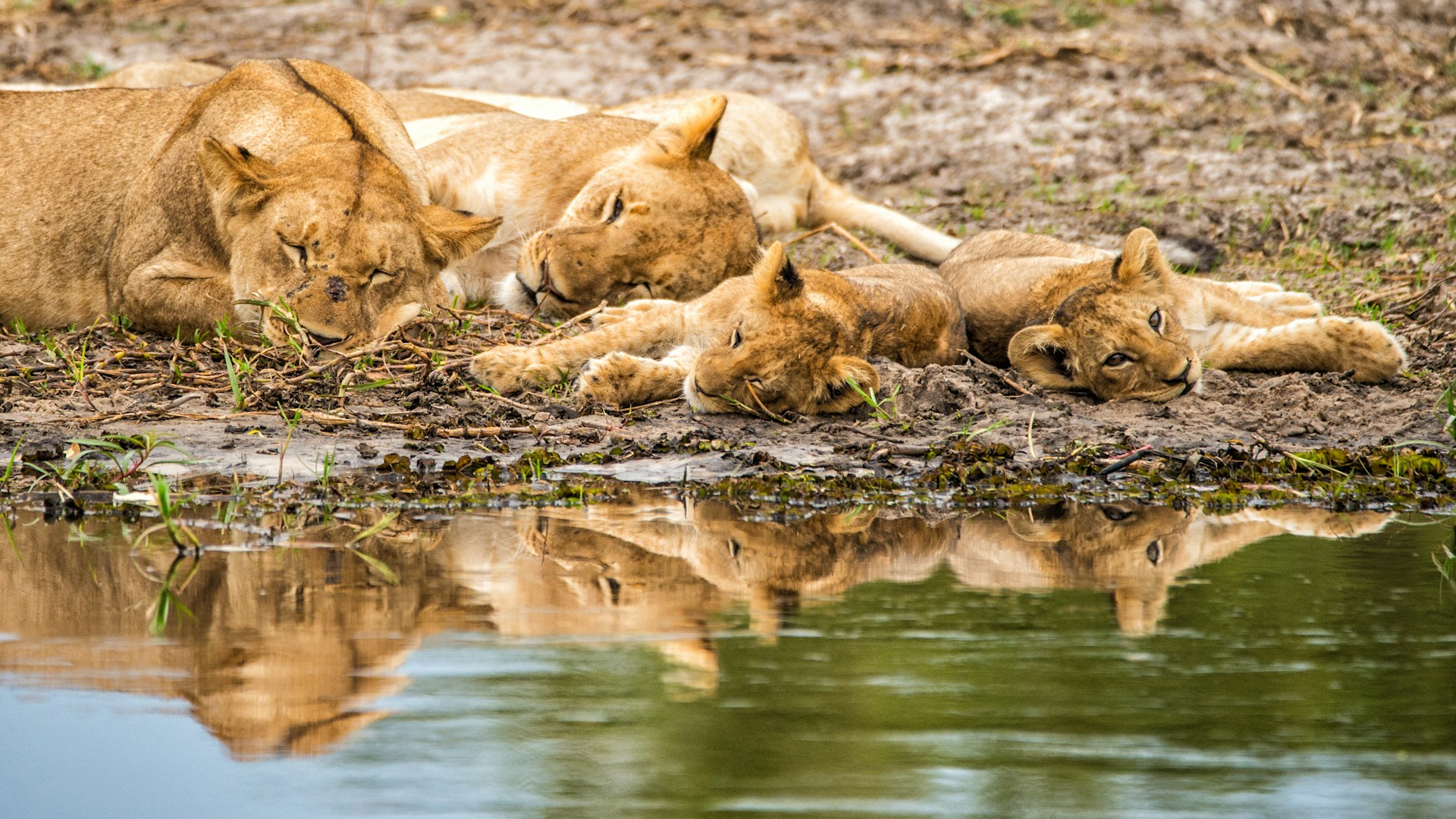 Vibrant Spring and Safari Bliss
