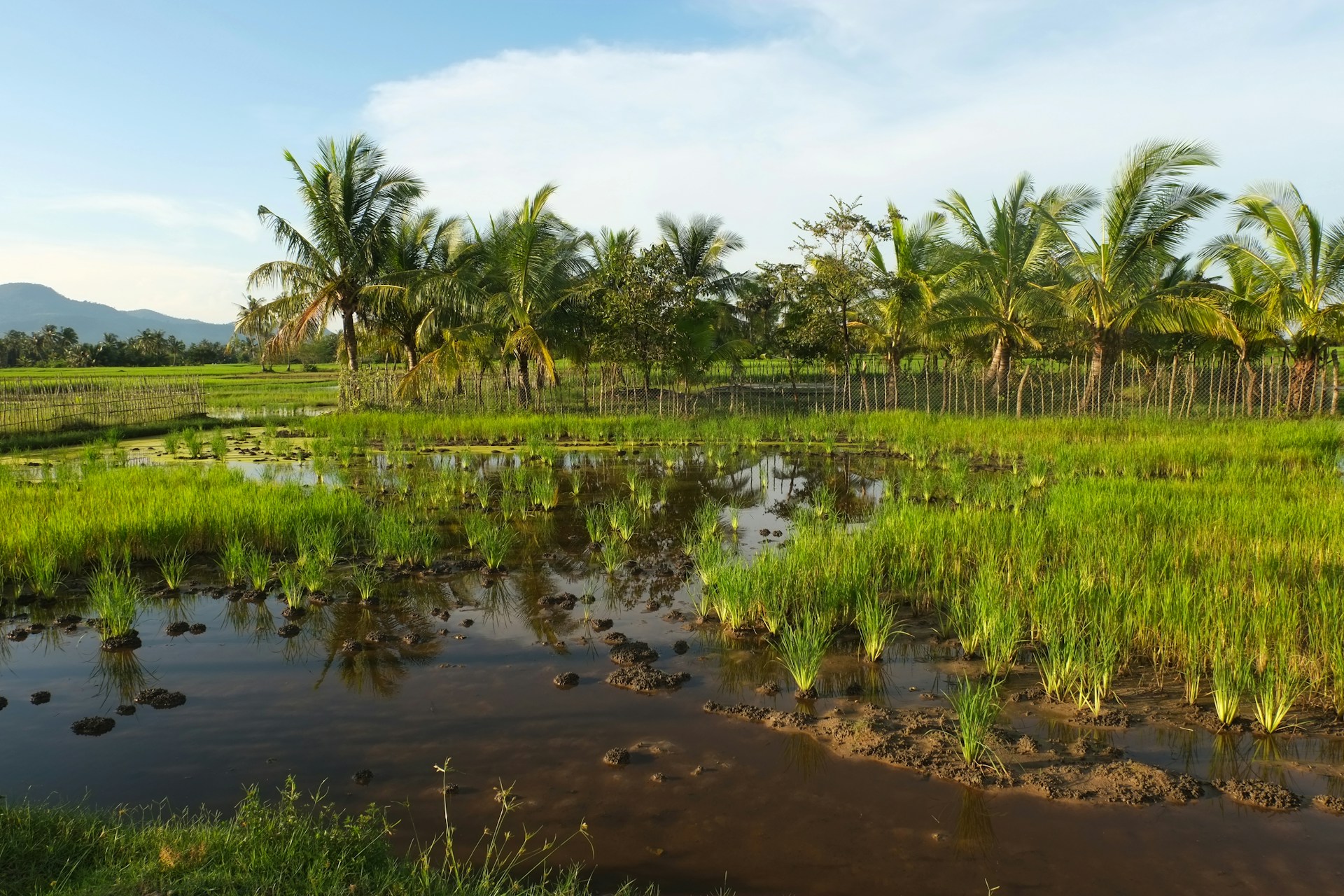 Dry Season’s Final Flourish