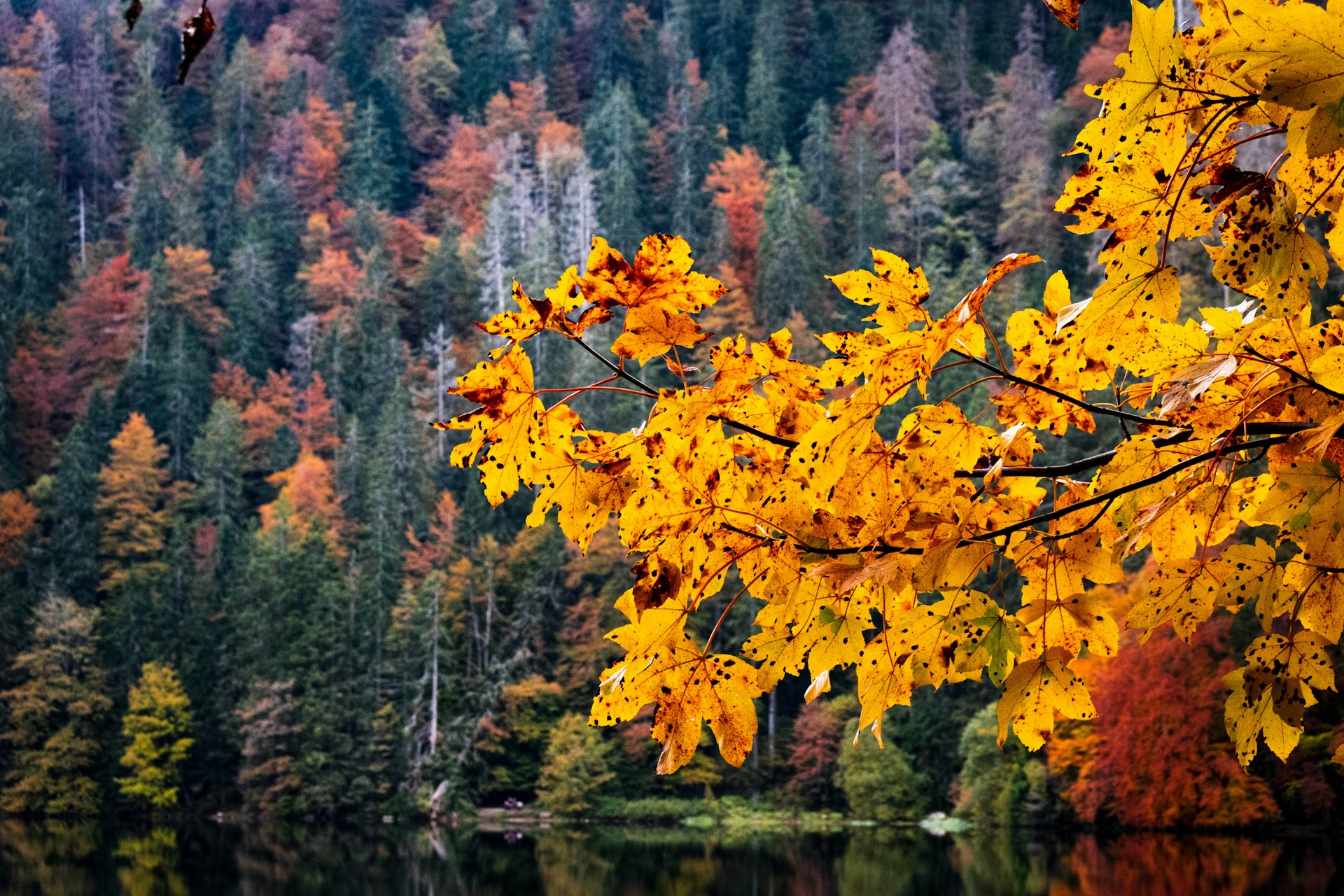 Autumn’s Golden Hues