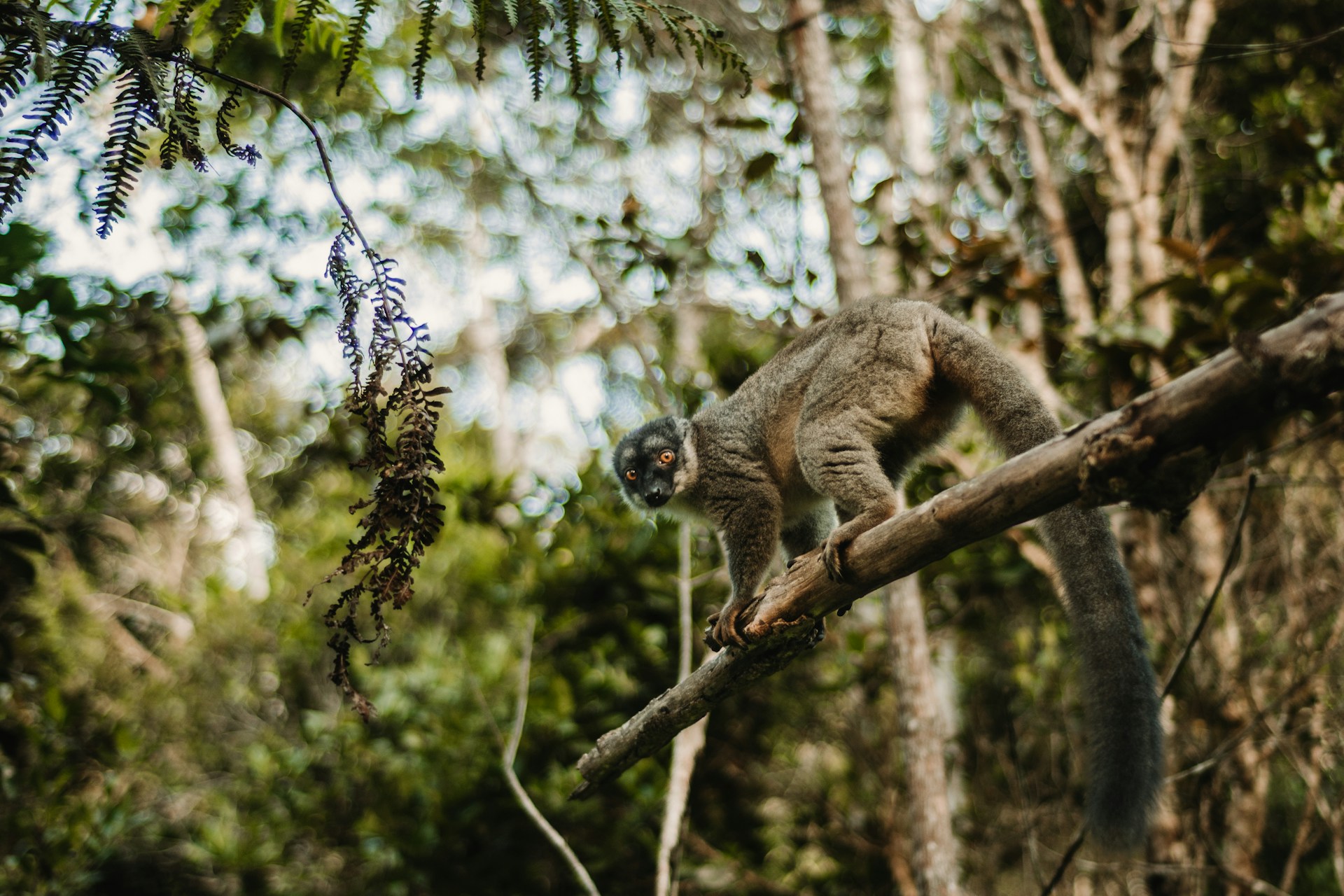 Lush Rainforests and Tropical Serenity