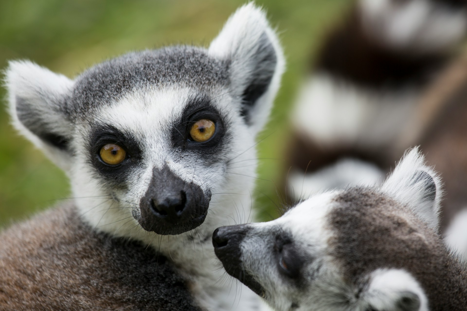 Peak Dry Season and Lemur Encounters