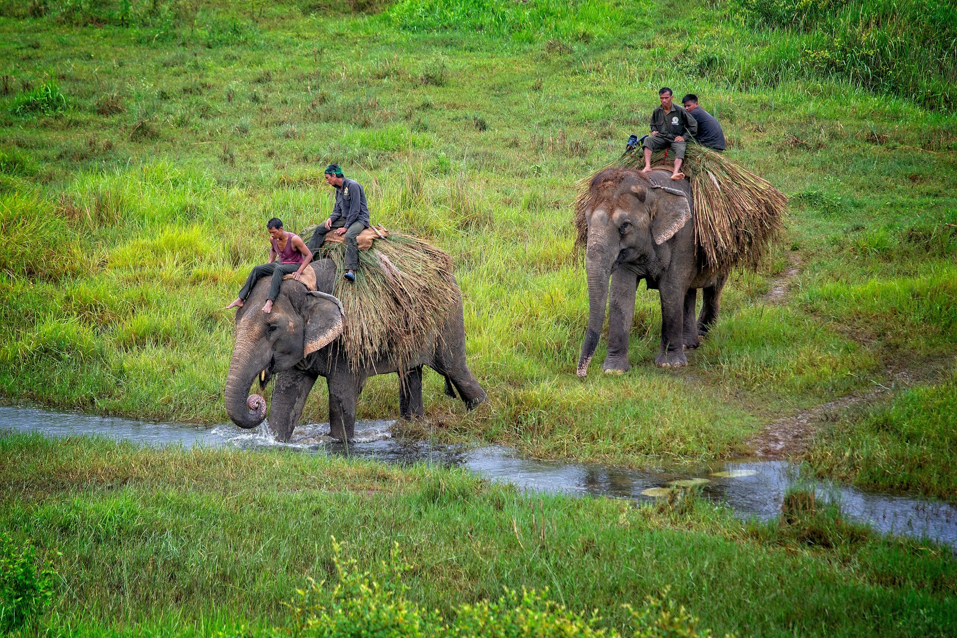 Early Monsoon’s Lush Beginnings