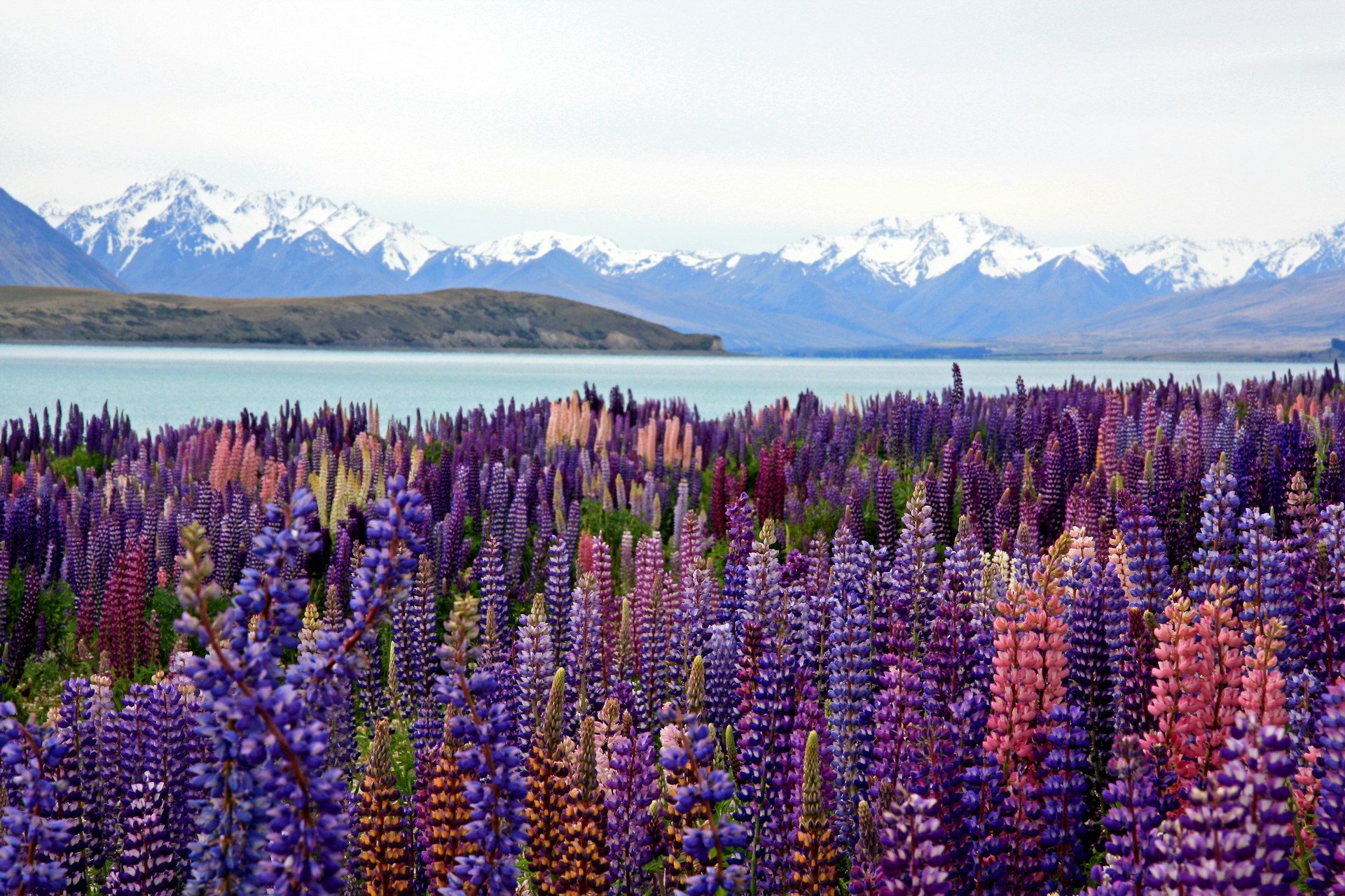 Spring’s Warm Bloom