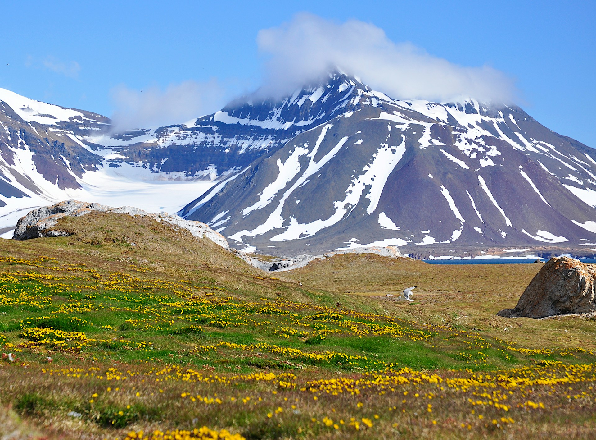 Festive Summer Splendor