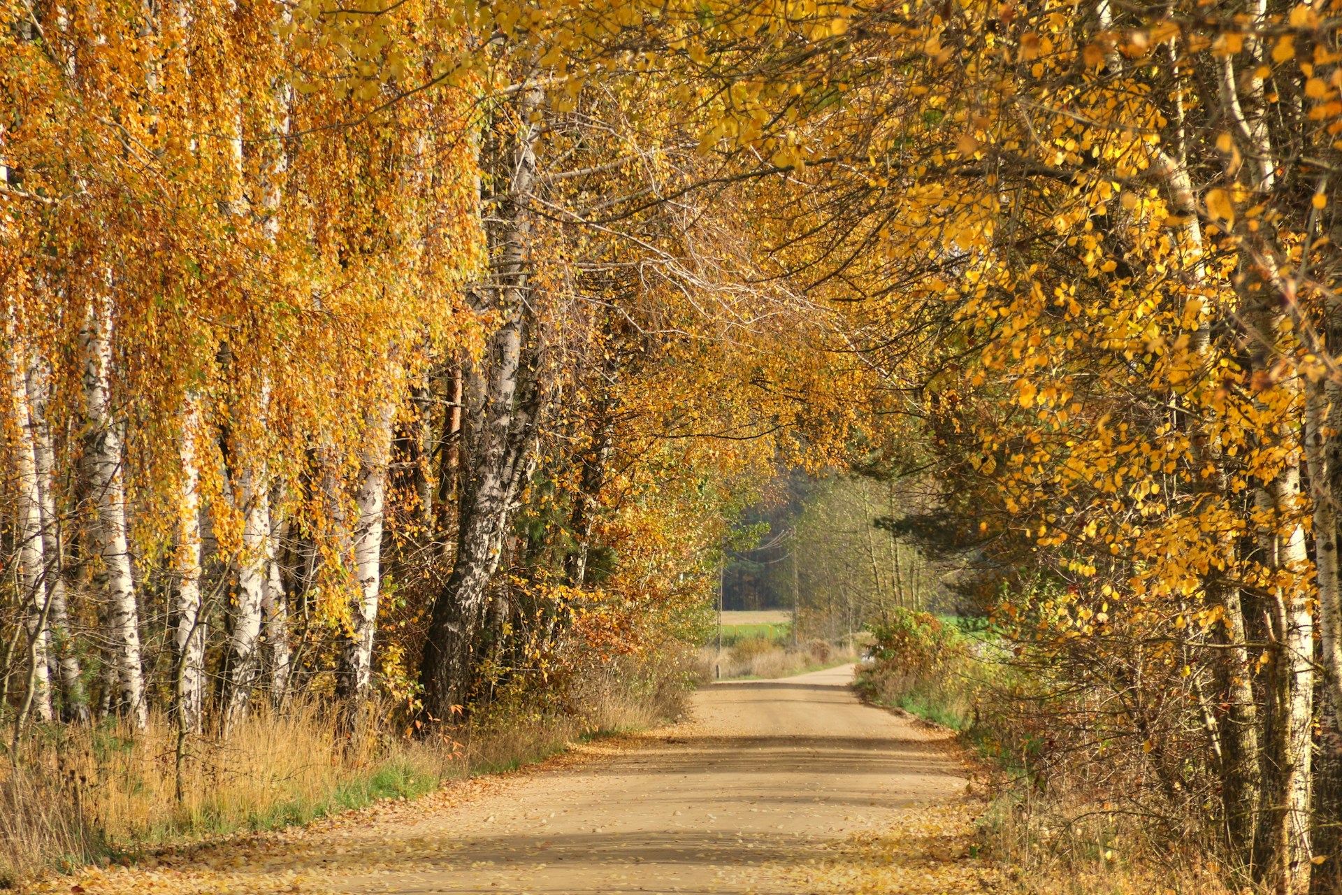 Vibrant Fall and Cultural Energy
