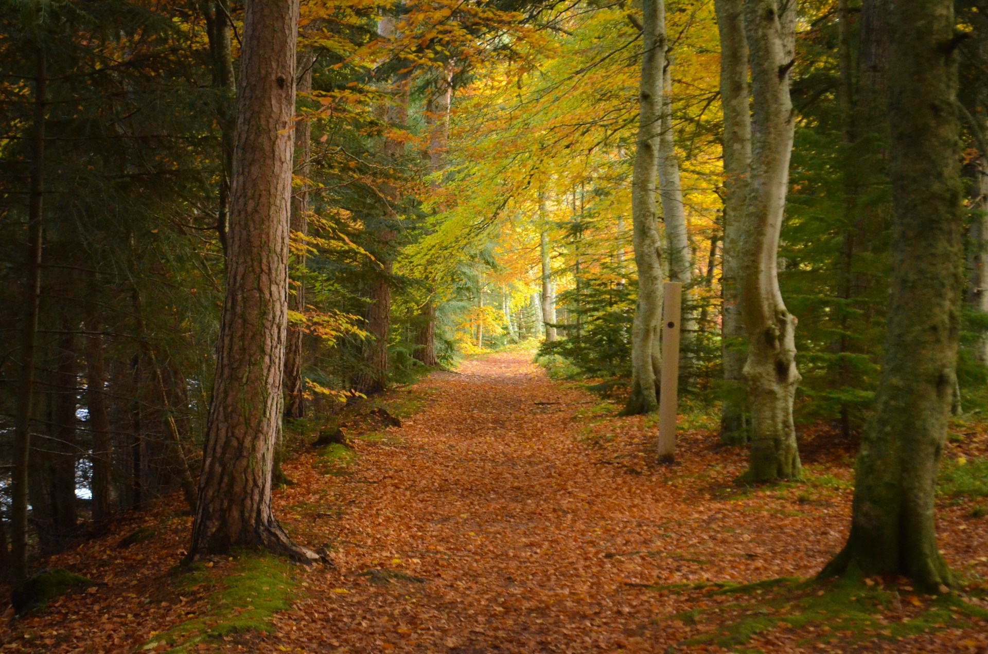 Vibrant Fall and Highland Serenity