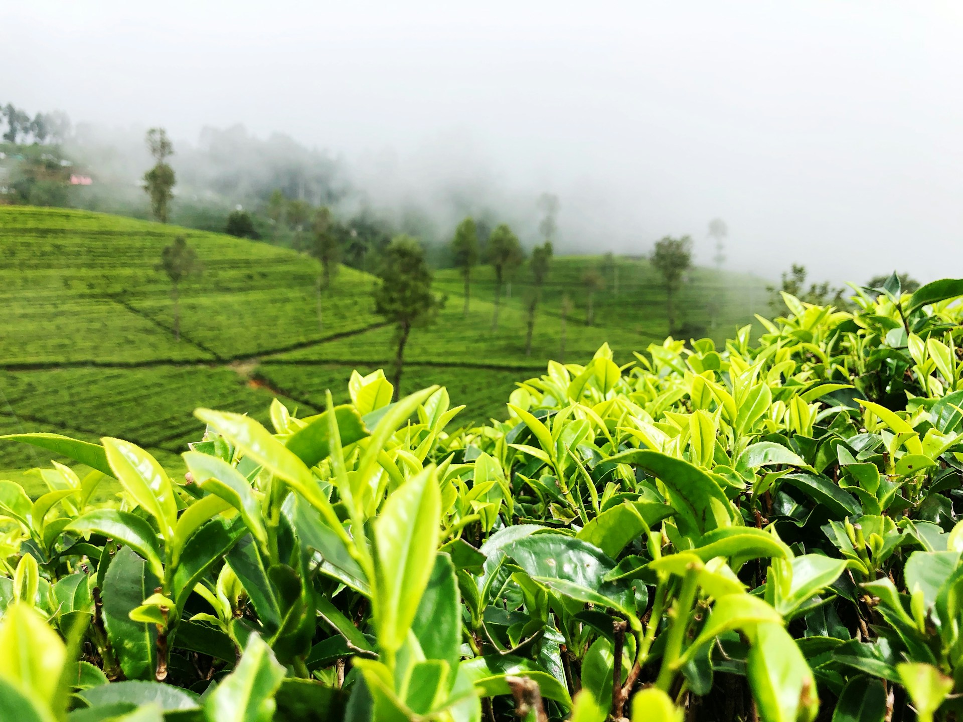 Monsoon’s Lush Beginnings