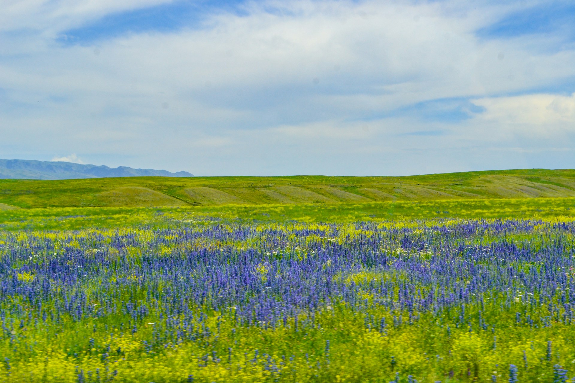 Sun-Drenched Steppes and Festive Energy